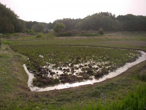 田んぼ