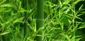 bamboo-636x310